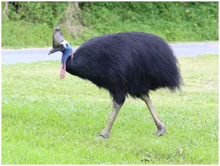 cassowary